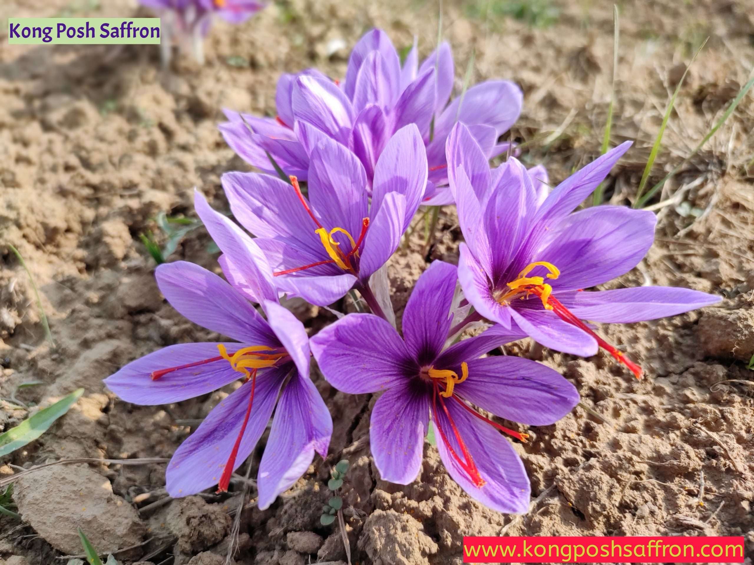 Original Saffron 1 gram - Buy Kashmiri Saffron - Image 2