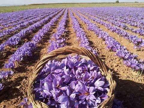 kashmiri saffron store