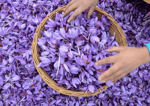 best brand of saffron