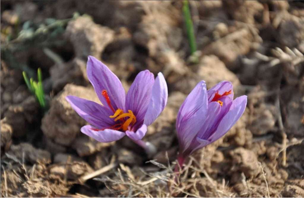 saffron during pregnancy